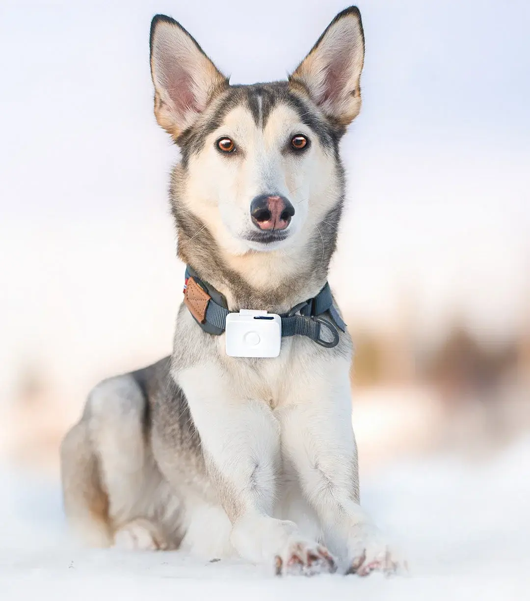 Lildog 2 GPS-tracker med feste og ladekabel