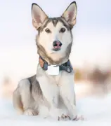 Lildog 2 GPS-tracker med feste og ladekabel