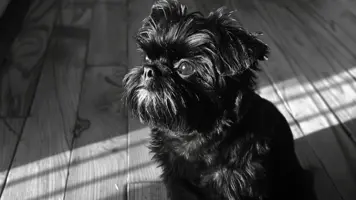 Affenpinscher Sjarmerende Liten Hund med Apeaktig Utseende 1