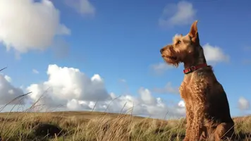 Airedale Terrier Fascinerende Historie og Opprinnelse 1
