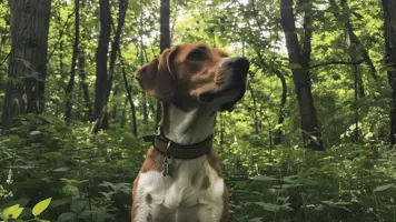 Amerikansk Foxhound Intelligent og Lydig Jaktkamerat 1
