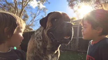 Amerikansk Mastiff Den Ideelle Familiehunden 3