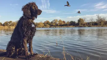 Amerikansk vannspaniel Den perfekte jakthunden 4