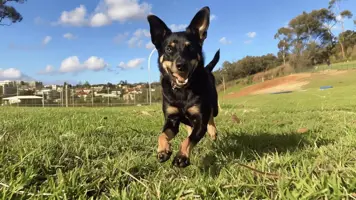 Australsk Kelpie En Lojal og Energisk Folgesvenn 1