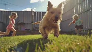 Australsk Terrier Energisk og Familievennlig Rase 1