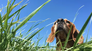 Basset Bleu de Gascogne En Sjarmerende Jakthund 1