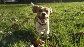 Beagle Harrier Energisk og Allsidig Hunderase 1