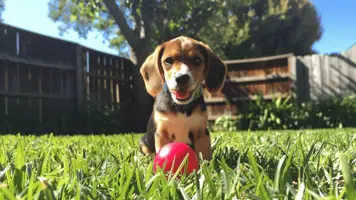 Beagle valp Sjarmerende nysgjerrig og vennlig folgesvenn 1