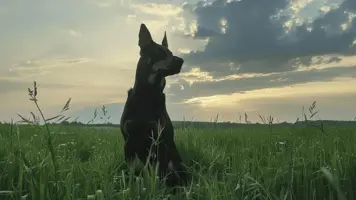 Beauceron Elegant og Muskulos Fransk Rasehund 1