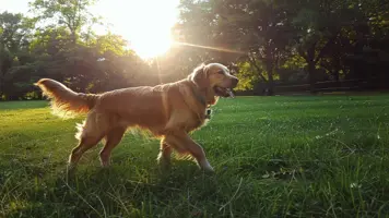Bendelorm Hund Viktig Kunnskap for Optimal Helse 1