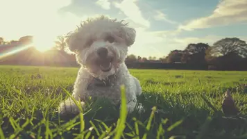 Bichon Frise Livlig Vennlig og Allergivennlig Rase 1