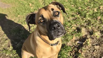 Black Mouth Cur Energisk og Lojal Kompanjong 1