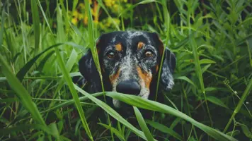 Bluetick Coonhound Fascinerende Egenskaper og Personlighet 1
