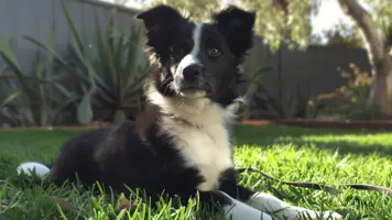 Border Collie valp Egenskaper og temperament 1