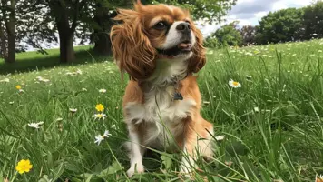 Cavalier King Charles Spaniel Kjaerlig og Sjarmerende Raseeventyr 1