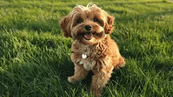 Cavapoo valp Sjarmerende vennlig og intelligent folgesvenn 2