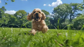Cocker Spaniel Glad Kjaerlig og Populaer Rase 1