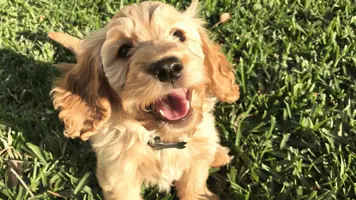 Cocker Spaniel valp Komplett guide til lykkelig hund 3