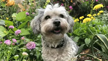 Dandie Dinmont Terrier En Fascinerende Skotsk Skjonnhet 1