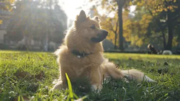 Eurasier En vennlig og lojal folgesvenn 1
