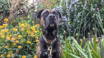 Fila Brasileiro Kraftfull Lojalitet og Unik Historie 1