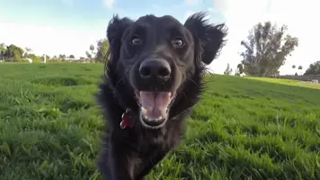 Flat coated retriever Aktiv og vennlig familiehund 1
