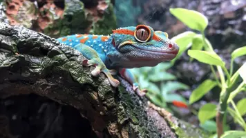 Gekko kjaeledyr Fascinerende folgesvenner for hjemmet ditt 1