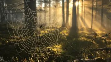Giftige edderkopper i Norge Fascinerende fakta og myter 1