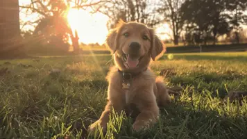 Golden Retriever valp Sjarmerende vennlig og laerevillig 1