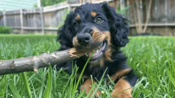 Gordon Setter valp Energiske og nysgjerrige folgesvenner 1