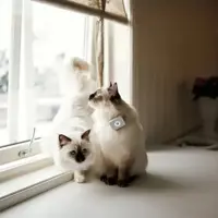lilcat gps katt