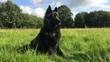 Groenendael Fascinerende Belgisk Farehundhistorie 1