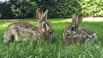 Hare vs Kanin Fysiske Forskjeller og Fascinerende Fakta 1