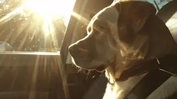 Hund i bil Sikre og komfortable reiserad 1