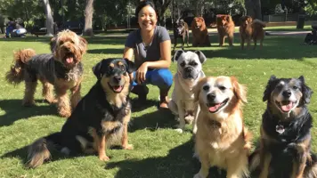 Hvilken hund passer meg Finn din perfekte folgesvenn 1