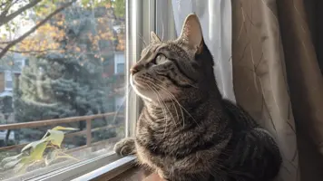 Hvor lenge lever en katt Fakta og tips 1