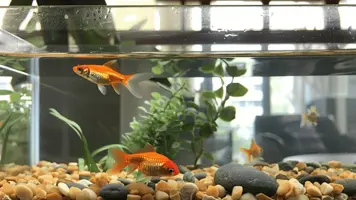 Hvor mange fisk i 60 liter akvarium 1