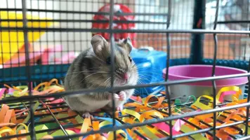 Hvor mye koster et hamster i Norge 1 1