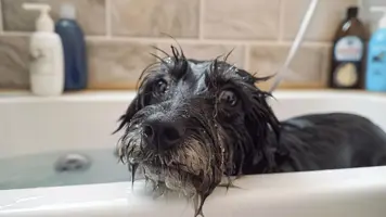 Hvor ofte dusje hund Ultimativ guide til frekvens 1