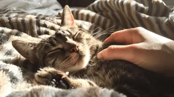 Hvordan fjerne flatt pa katt enkelt og trygt 3