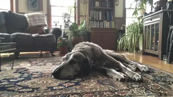 Irsk ulvehund Kjaerlig kjempe med vennlig temperament 1