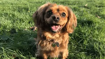 King Charles Spaniel Sjarmerende og Kjaerlig Folgesvenn 1