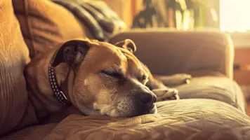 Kjemisk kastrasjon hund Effektiv og midlertidig losning 1