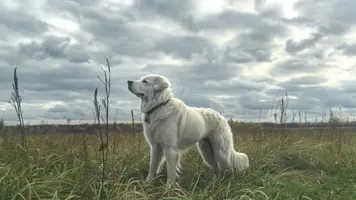 Kuvasz Den Ungarske Vokterhundens Historie 1