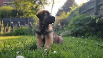 Leonberger valp En lojal og vennlig folgesvenn 1