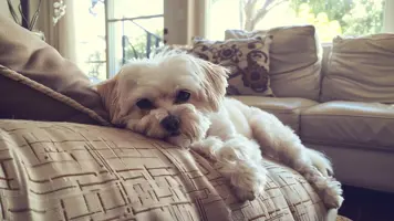 Malteser Historien og sjarmen bak denne elskede hunden 1