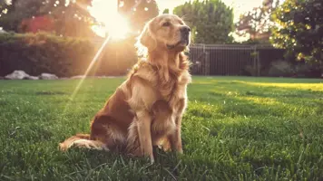Mellomstor hund Perfekte folgesvenner for alle hjem 1