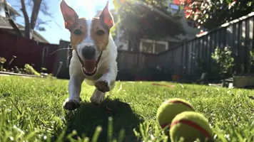 Miniature Bull Terrier Energisk og Lojal Venn 1