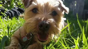 Norfolk Terrier Sjarmerende Modig og Energisk Rase 1