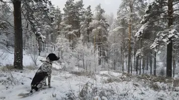 Norrbottenspets En Liten Livlig Rase fra Nord Sverige 1